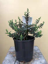 Load image into Gallery viewer, Melaleuca hypericifolia 'Little Gem'