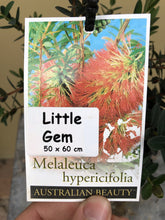 Load image into Gallery viewer, Melaleuca hypericifolia 'Little Gem'