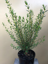Load image into Gallery viewer, Pimelea 'Marshmellow'