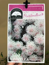 Load image into Gallery viewer, Pimelea 'Marshmellow'