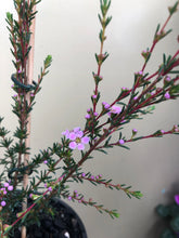 Load image into Gallery viewer, Astartea ‘Winter Pink’