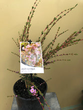 Load image into Gallery viewer, Astartea ‘Winter Pink’