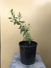Load image into Gallery viewer, Eremophila 'Mallee Lipstick'