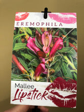 Load image into Gallery viewer, Eremophila 'Mallee Lipstick'