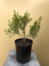 Load image into Gallery viewer, Chamelaucium 'My Sweet 16'