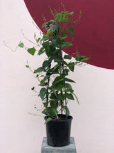Load image into Gallery viewer, Hardenbergia 'Sweet Heart'