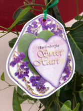 Load image into Gallery viewer, Hardenbergia 'Sweet Heart'