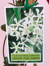 Load image into Gallery viewer, Trachelospermum jasminoides