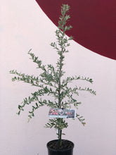 Load image into Gallery viewer, Grevillea 'Medika Marvel'