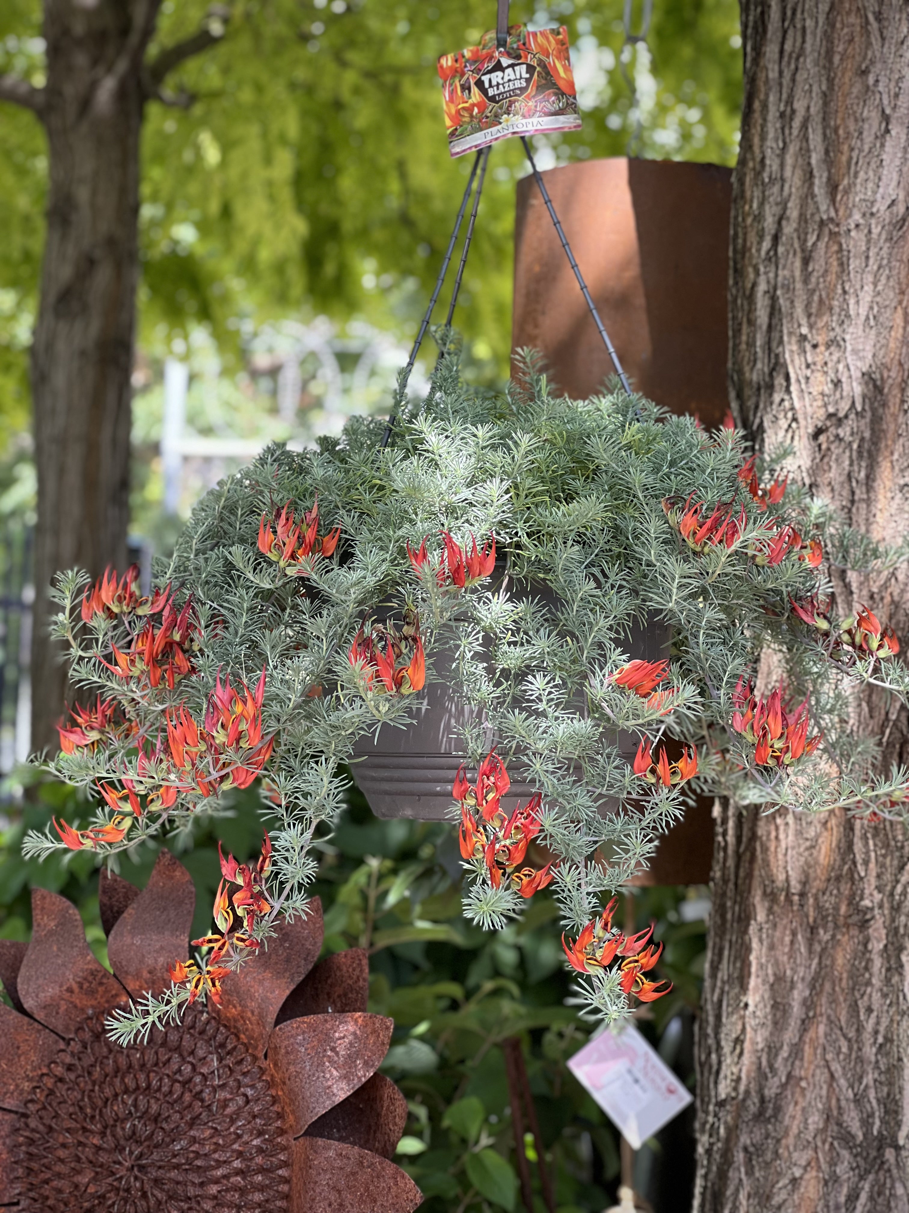 lotus hanging plant Lotus berthelotii 'Trail Blazers Red'