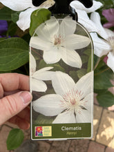 Load image into Gallery viewer, Clematis 'Henryi'