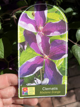 Load image into Gallery viewer, Clematis 'Madame Grange'