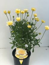 Load image into Gallery viewer, Osteospermum '3D White Yellow'