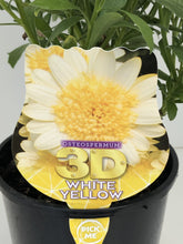 Load image into Gallery viewer, Osteospermum '3D White Yellow'