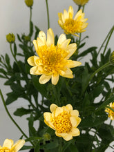 Load image into Gallery viewer, Osteospermum '3D White Yellow'