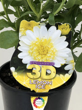 Load image into Gallery viewer, Osteospermum '3D Lemon Ice'