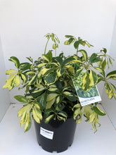 Load image into Gallery viewer, Schefflera 'Jacqueline'