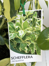 Load image into Gallery viewer, Schefflera 'Jacqueline'