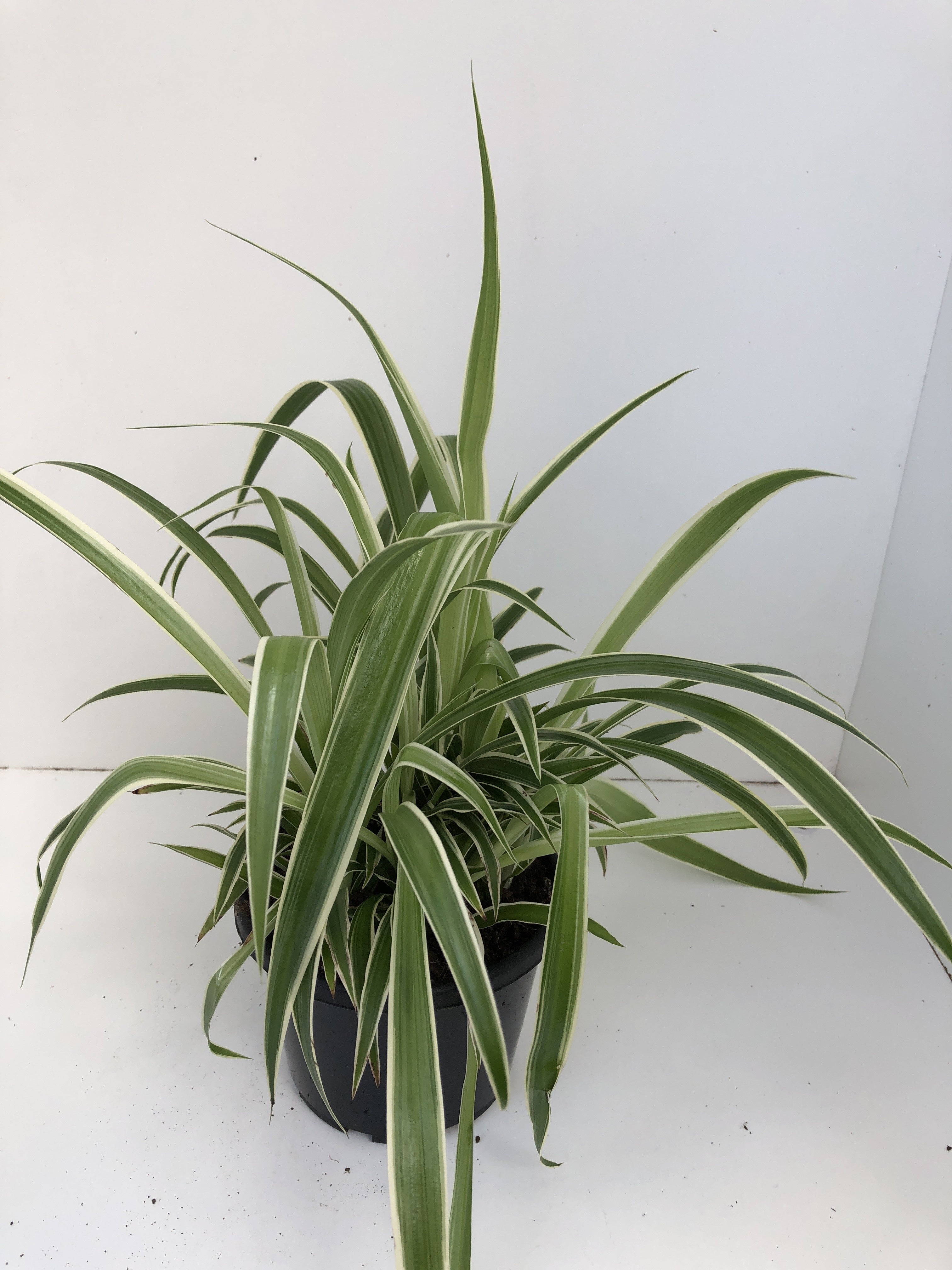 Chlorophytum 'Ocean' – Northcote Nursery