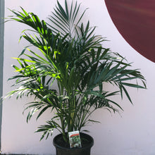 Load image into Gallery viewer, Chamaedorea atrovirens