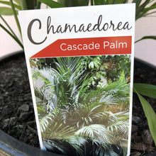 Load image into Gallery viewer, Chamaedorea atrovirens