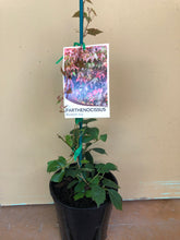 Load image into Gallery viewer, Parthenocissus tricuspidata ‘Boston Ivy’