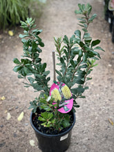 Load image into Gallery viewer, Banksia integrifolia 'Sentinel'