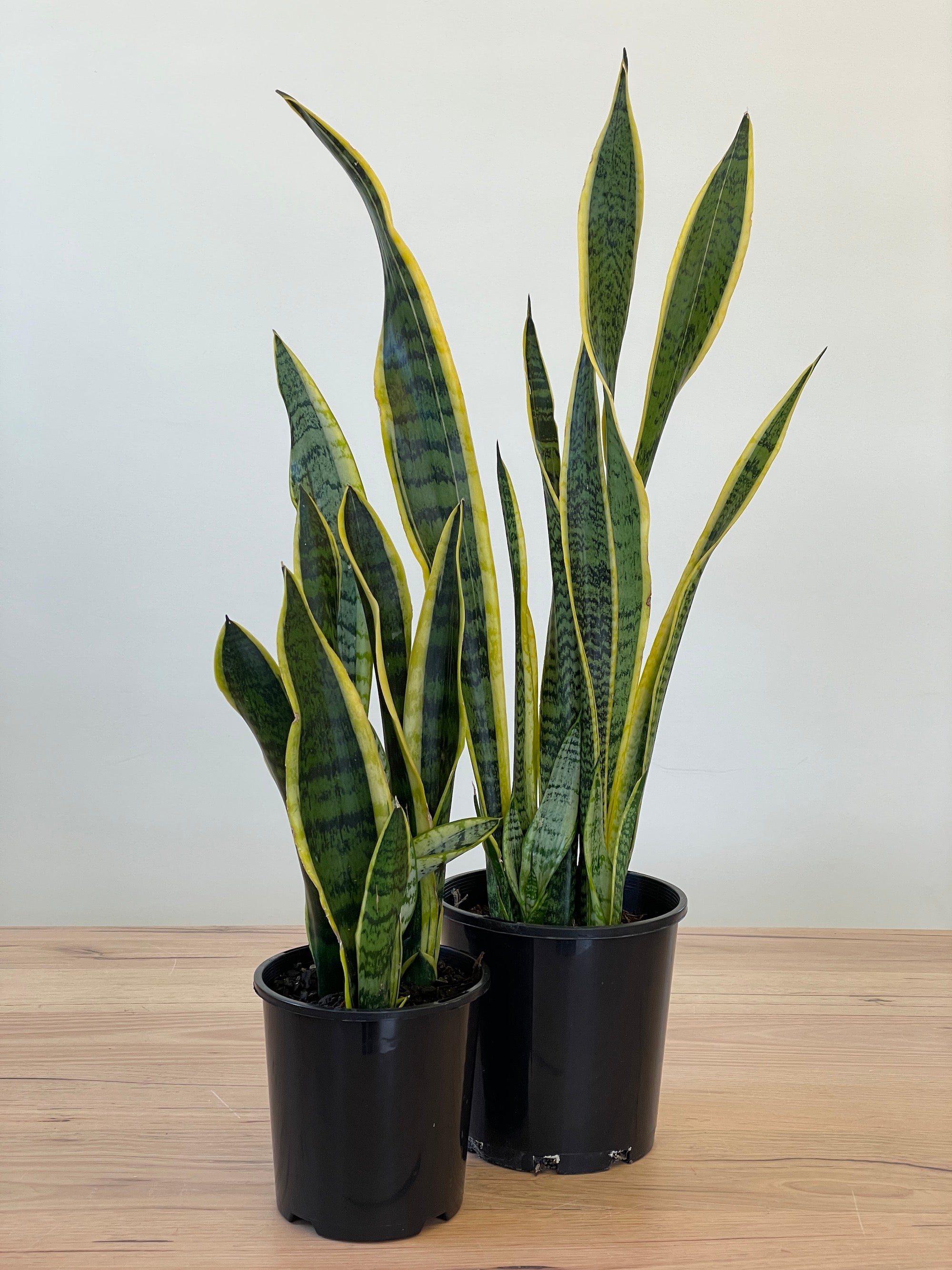 Sansevieria / Dracaena trifasciata 'Snake Plant' – Northcote Nursery