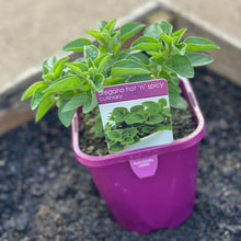 Load image into Gallery viewer, Oregano 'Hot 'n' Spicy'