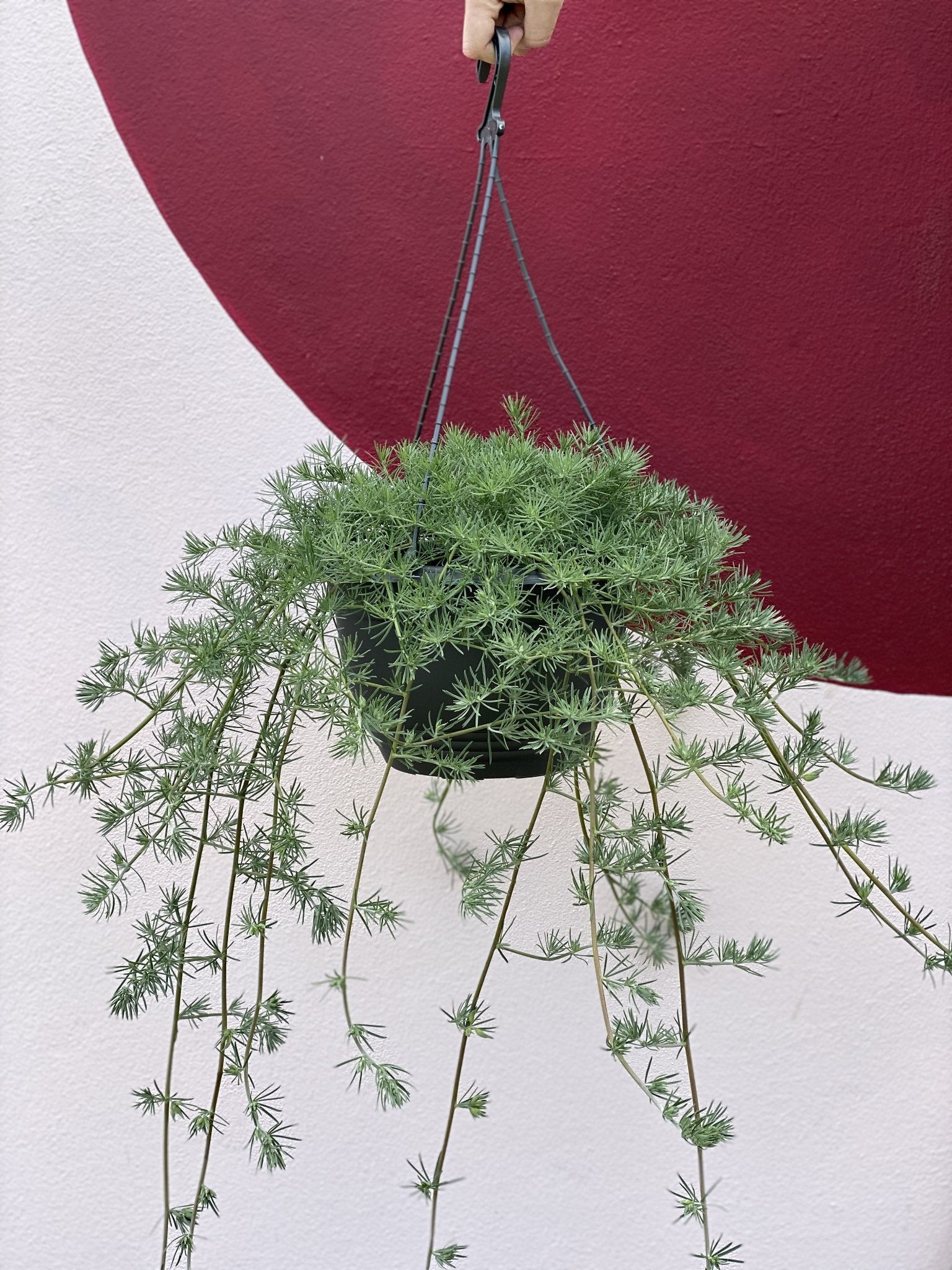 hanging lotus plant Lotus berthelotii 'Golden Flash'
