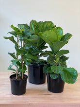 Load image into Gallery viewer, Ficus lyrata