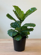Load image into Gallery viewer, Ficus lyrata