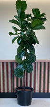 Load image into Gallery viewer, Ficus lyrata