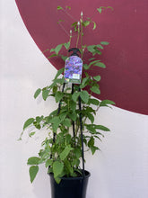 Load image into Gallery viewer, Clematis 'Mrs N Thompson'
