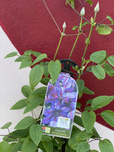 Load image into Gallery viewer, Clematis 'Mrs N Thompson'