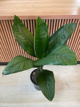 Load image into Gallery viewer, Spathiphyllum cochlearispathum 'Sensation'