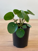 Load image into Gallery viewer, Pilea peperomioides 'Chinese Money Plant'