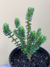 Load image into Gallery viewer, Pimelea ferruginea 'Snowball'