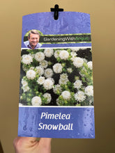 Load image into Gallery viewer, Pimelea ferruginea 'Snowball'