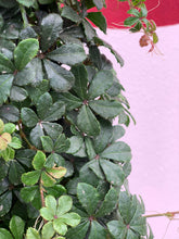 Load image into Gallery viewer, Parthenocissus sikkimensis