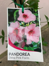 Load image into Gallery viewer, Pandorea 'Deep Pink Form'