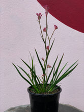 Load image into Gallery viewer, Anigozanthos 'Bush Pearl'