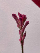 Load image into Gallery viewer, Anigozanthos 'Bush Pearl'