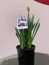 Load image into Gallery viewer, Daffodil 'Delnashaugh'