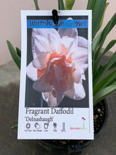 Load image into Gallery viewer, Daffodil 'Delnashaugh'