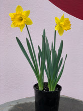 Load image into Gallery viewer, Daffodil 'King Alfred Improved'
