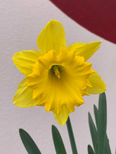 Load image into Gallery viewer, Daffodil 'King Alfred Improved'