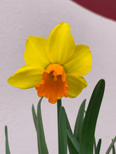 Load image into Gallery viewer, Daffodil (Miniature)