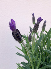 Load image into Gallery viewer, Lavender 'Avonview'