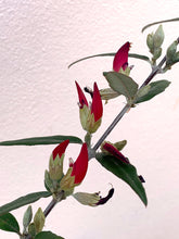 Load image into Gallery viewer, Gastrolobium celsianum